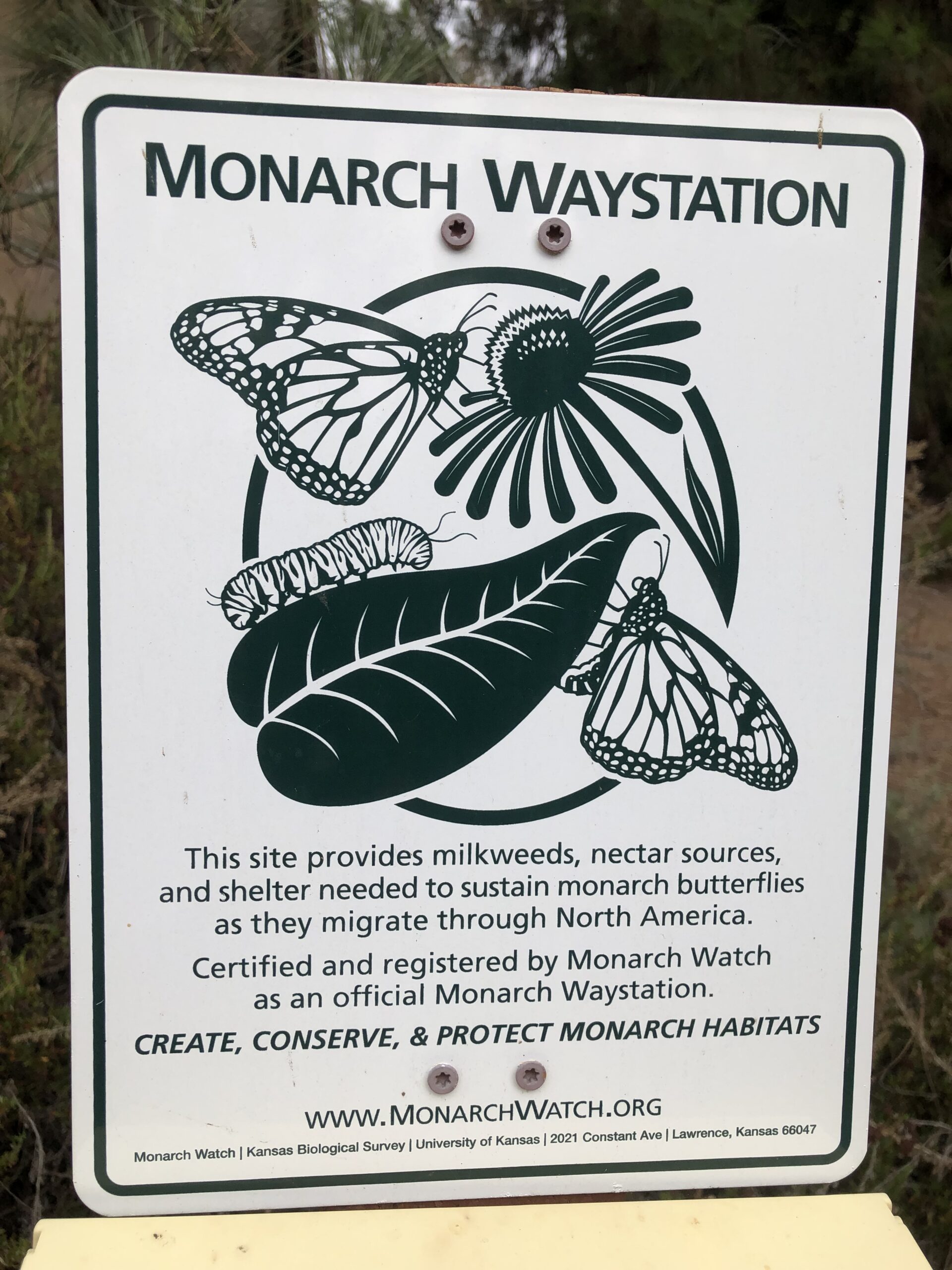 Monarch